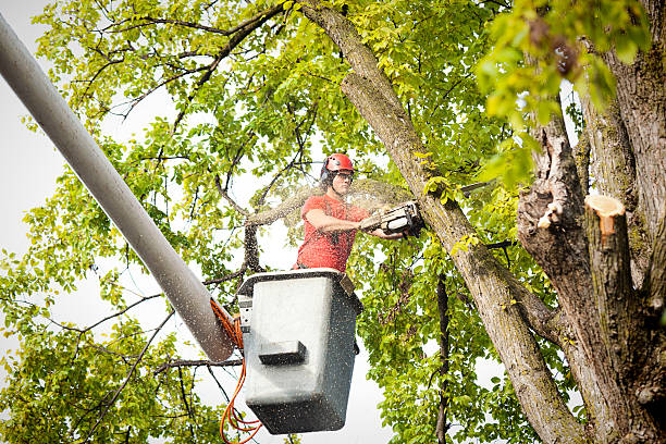 Palm Tree Trimming in Calera, AL